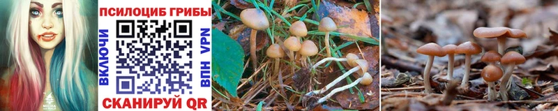 купить  цена  Мариинский Посад  Псилоцибиновые грибы MAGIC MUSHROOMS 